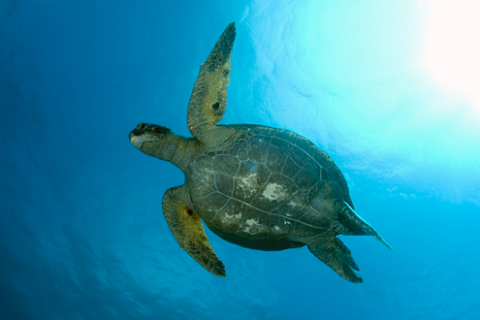 Help Researchers By Reporting Sea Turtle Sightings
