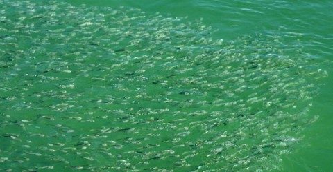 Everything You Need to Know About Live-Lining Bait