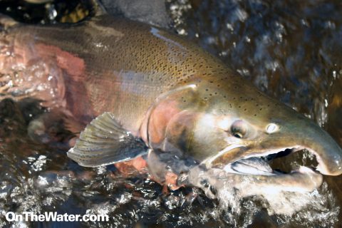 Fishing New York&rsquo;s Famous Salmon River