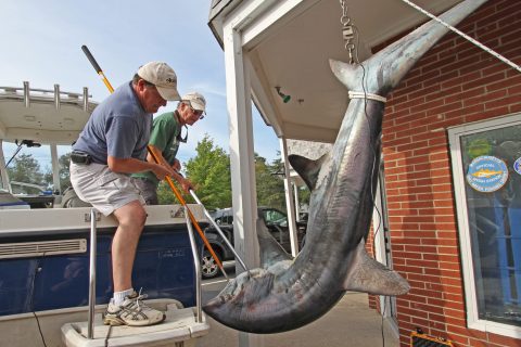 Catching a Thresher at the Regal Sword