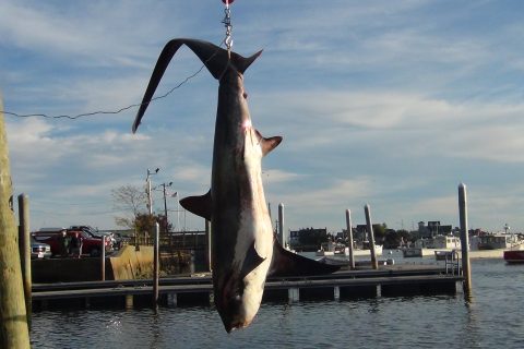 Videos and Story: Catching a 456-pound Thresher Shark