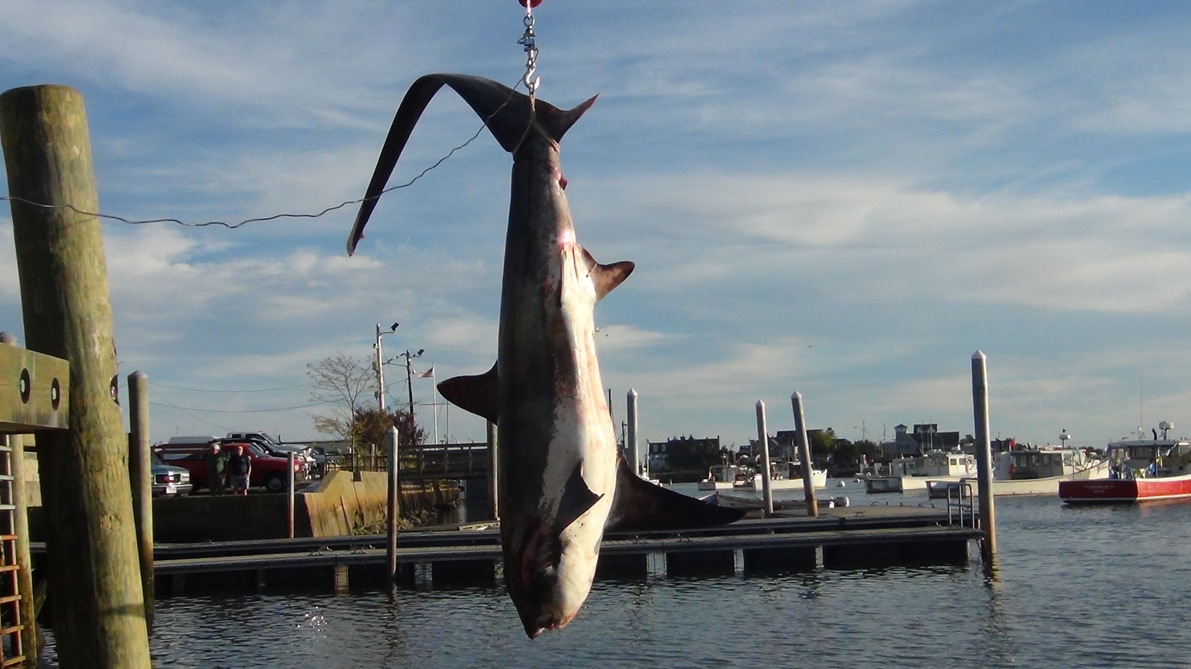 Videos and Story: Catching a 456-pound Thresher Shark