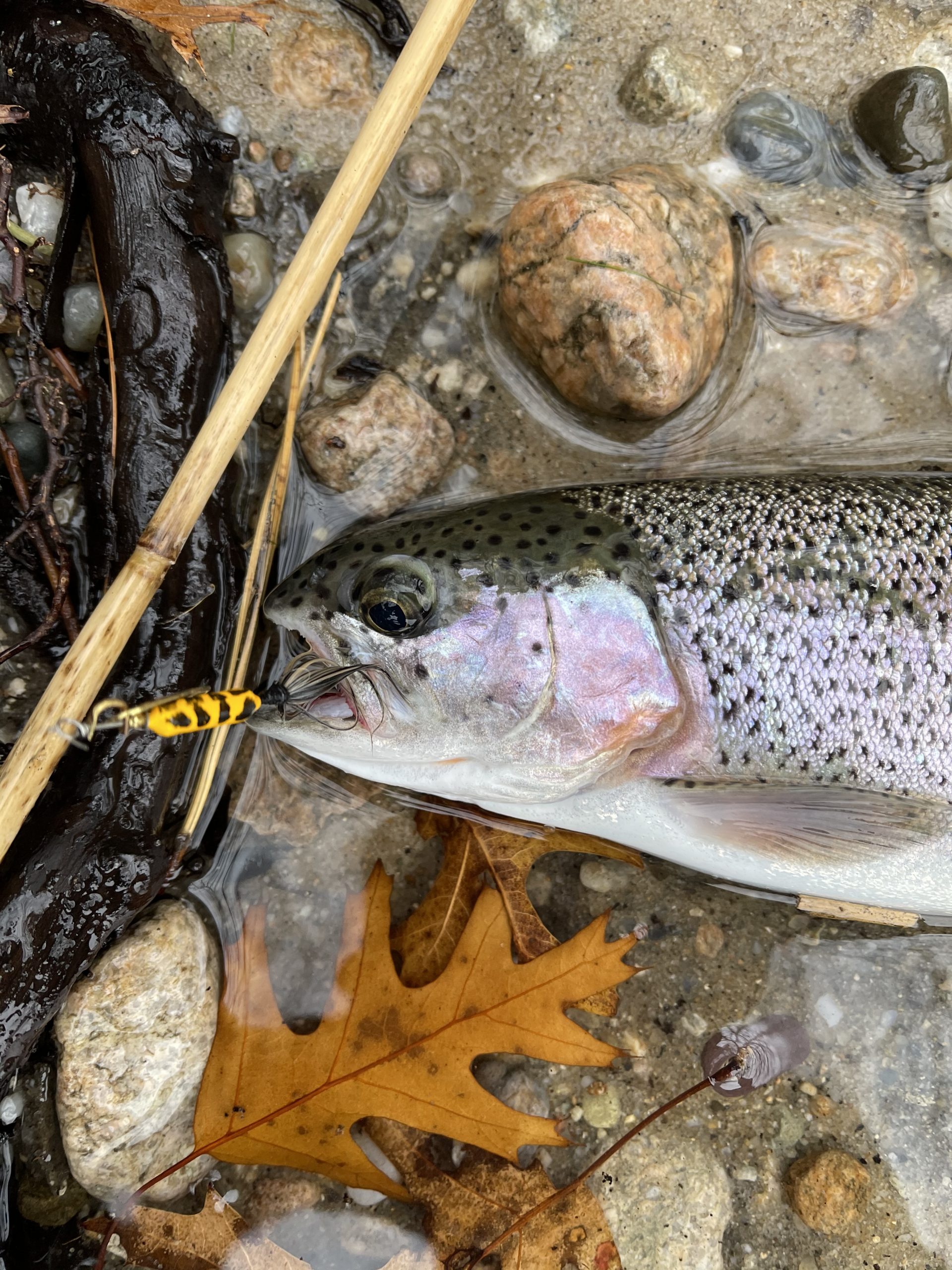 the rainbow trout on fishing-rod on background of water Stock