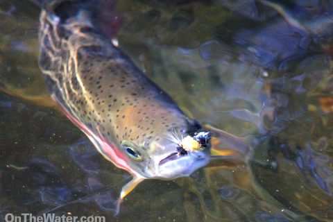 2014 Trout Season Opening Dates