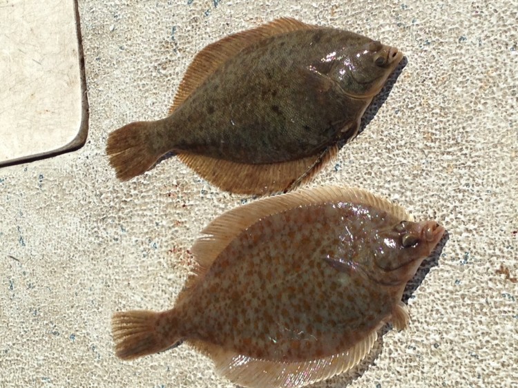 Winter flounder on top, yellowtail flounder on the bottom.