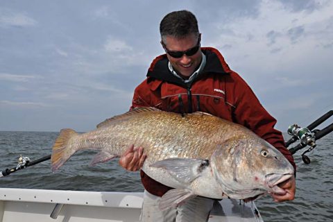 Delaware Bay Black Drum