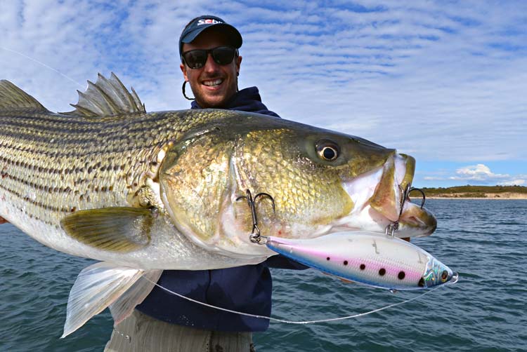 Tips & Tricks for Herring Run Stripers - On The Water