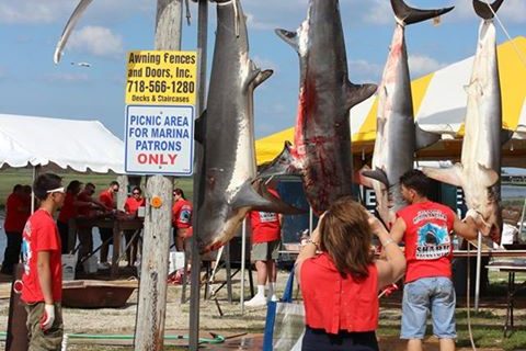 42nd Annual Freeport Hudson Anglers Shark Tournament Results