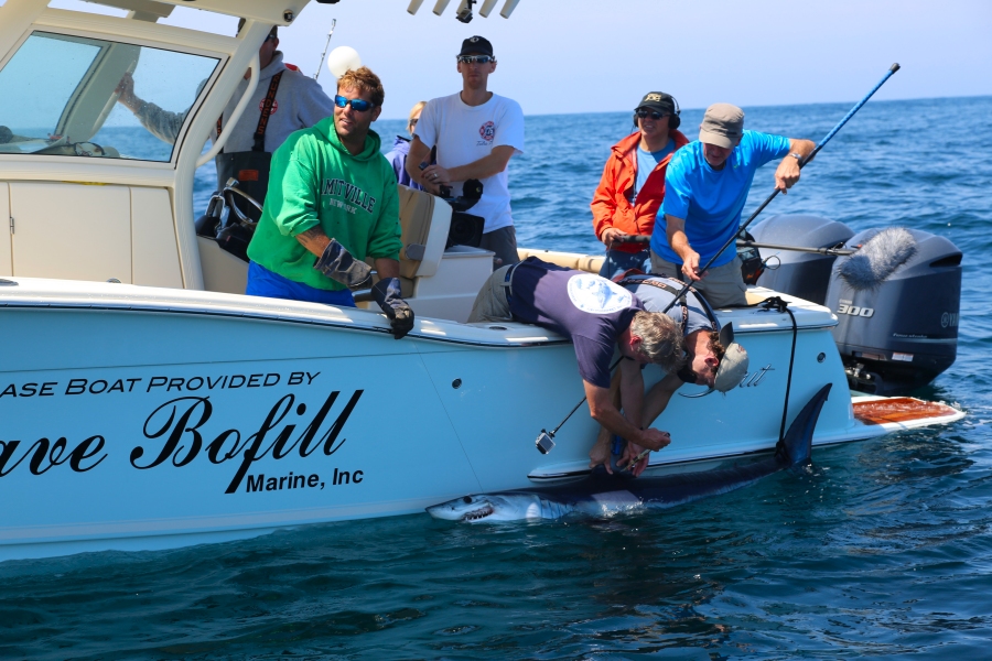 Dr. Greg Skomal and team attach satellite tag to a shortfin mako shark during 2013 competition.