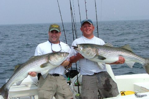 Hickory Shad for Trophy Stripers