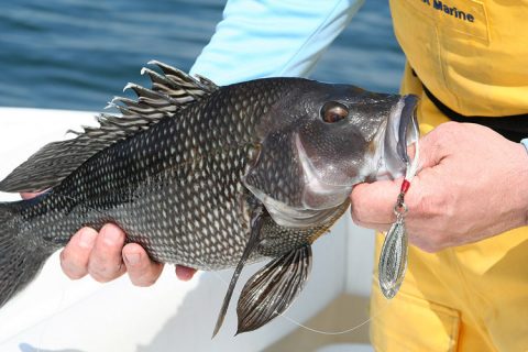 TAKE ACTION: Black Sea Bass Recreational Regulations Public Meeting