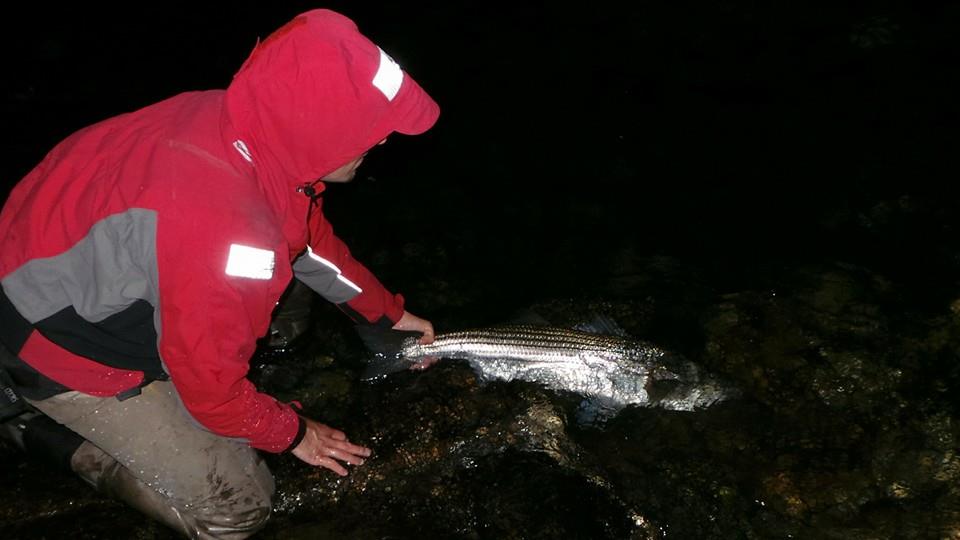 Thomas Godbout shared this picture of a striper catch & release in Eastern Connecticut last week.