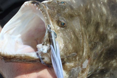 Newport Fluke from Shore
