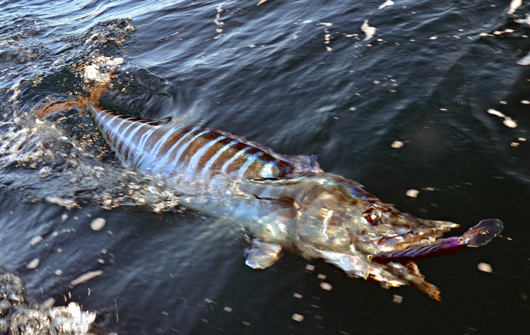 Wahoo in the North - On The Water