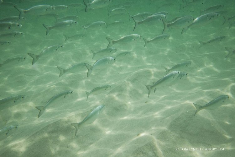 Part of the mile-long school of juvenile bluefish moving south past Island Beach State Park over the weekend. 