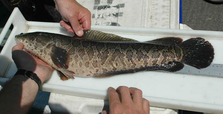 New Jersey Snakeheads Bring Challenges and Opportunities for Anglers - On  The Water
