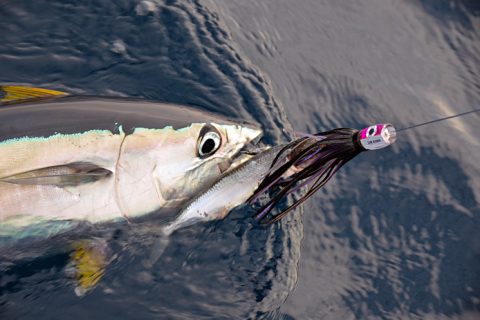 The Three Ballyhoo Rigs Every Offshore Fisherman Should Know