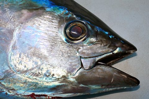 Targeting Bigeye Tuna