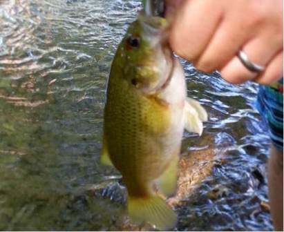 Michael Brown was fishing Mill Creek in Lancaster County Park with a Texas-rigged 3-inch senko worms, and caught fish including this Rock Bass.