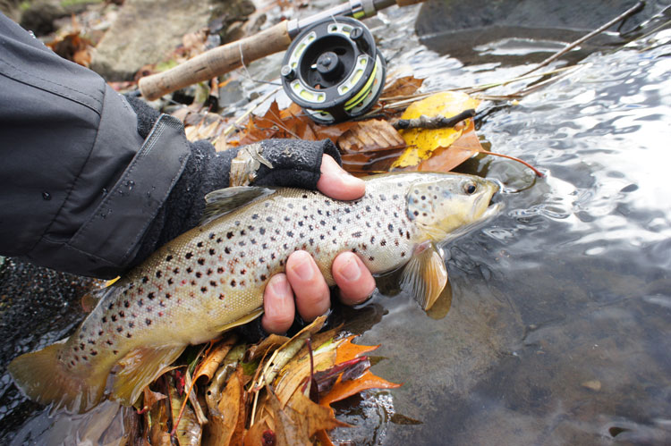 Mark Hanes shared this great photo of a 20” Brown Trout he caught using a Black Circus Peanut. Congratulations on a great catch, Mark! Thank you for sharing! (Photo by Mark Hanes)