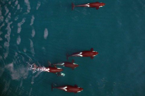 Scientists to Use Drones to Track Tuna