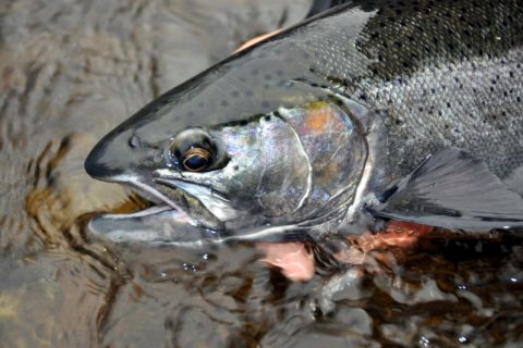 NY DEC Studying Mysterious Steelhead Deaths