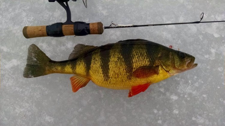 Rick Thompson jigged up this heavy perch through the ice on Cape Cod this week. 