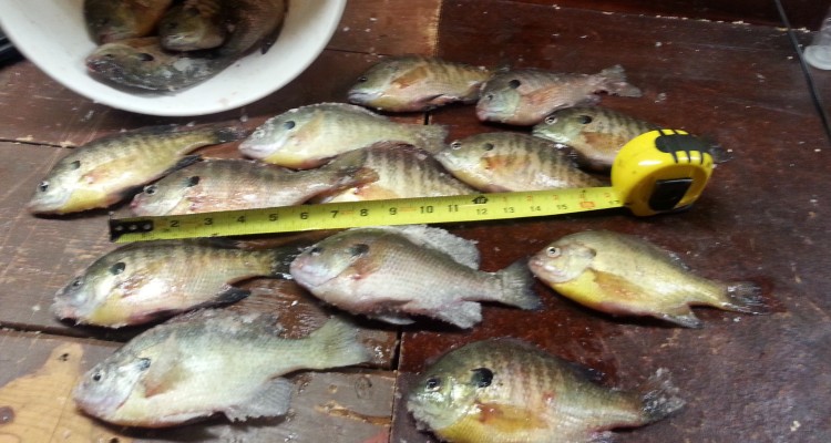 Sayers.Bluegill.JordanAllison2.4.15rpt