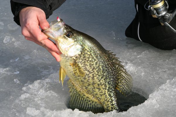 Fish with Big, Medium-Sized or Little Shiners for Crappie with