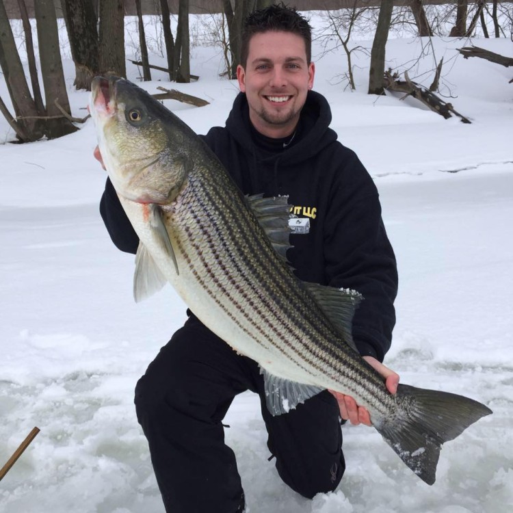 Dan Czyzewski with a BIG holdover striper through the ice!