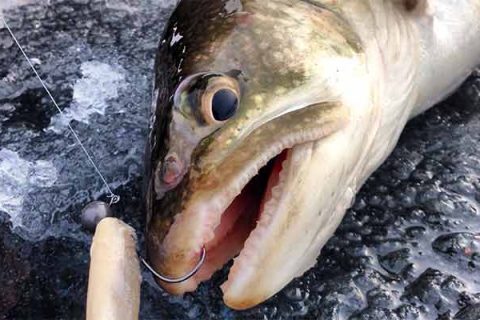 Scented soft plastics can fool picky fish when other baits get rejected