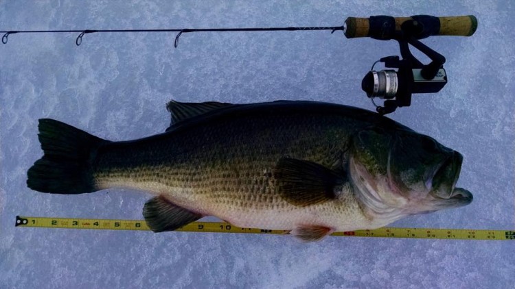 Rick Thompson hooked this 22-inch Cape Cod largemouth while jigging for perch with 2-pound-test.
