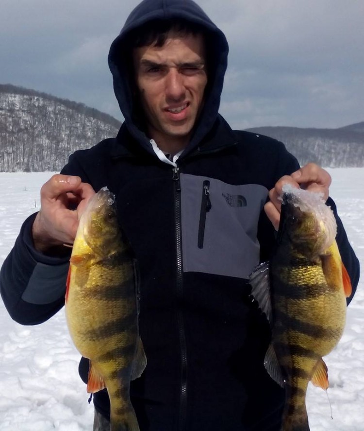 Jumbo Yellow Perch