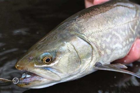 Trout caught on ACME Kastmaster