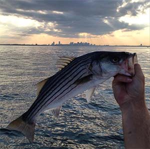 Schoolie off of Boston