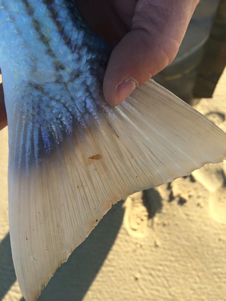 Ashton Hannah with proof that migratory stripers have hit Martha's Vineyard