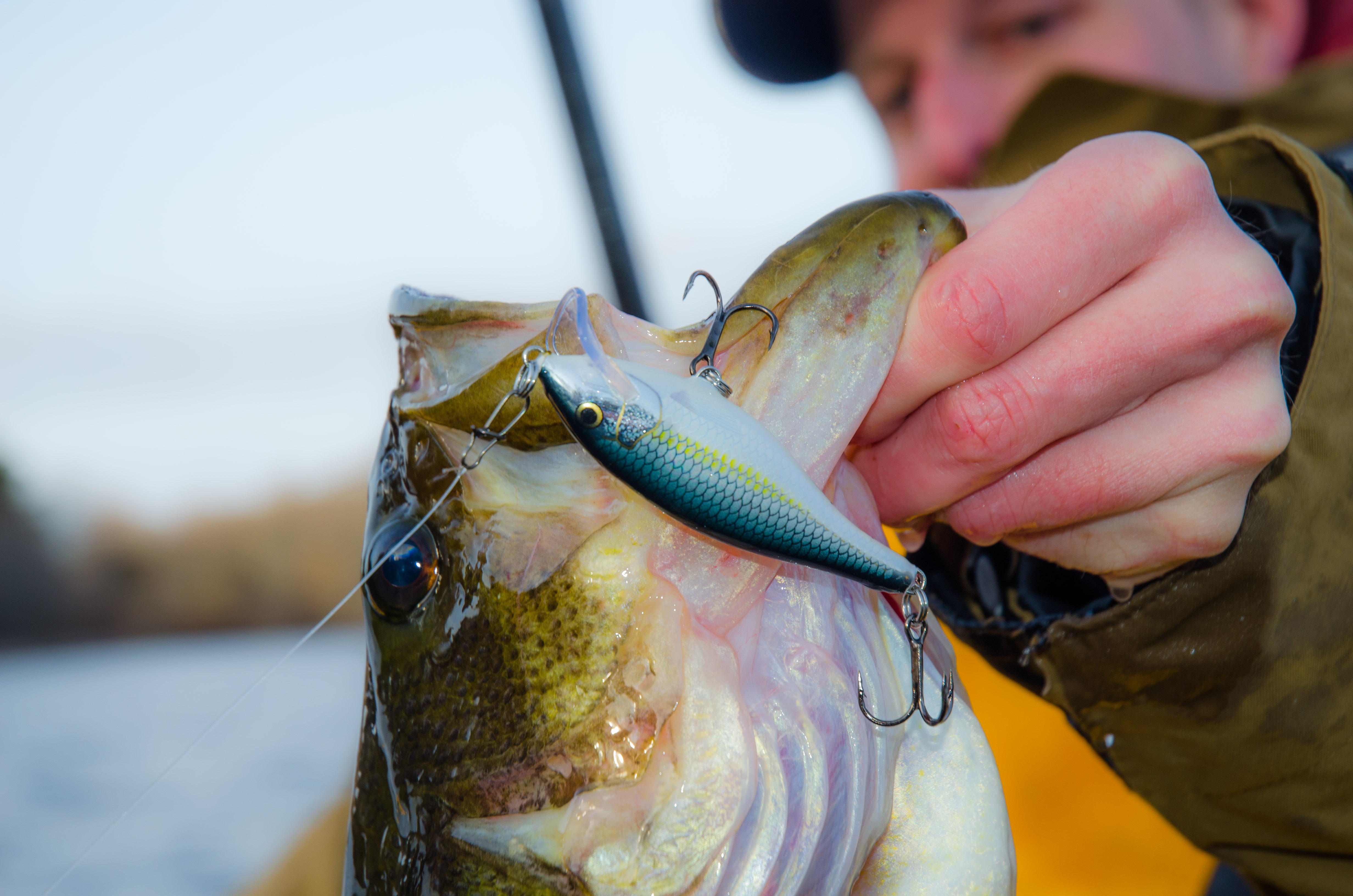 Your Guide to Fishing Lipless Crankbaits for Spring Bass