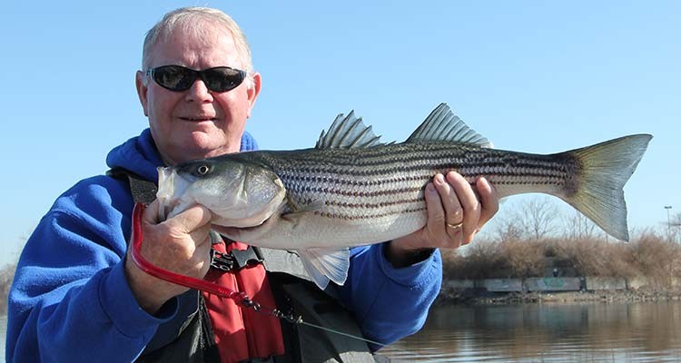 Dave with a holdover stripers he caught on tube and worm