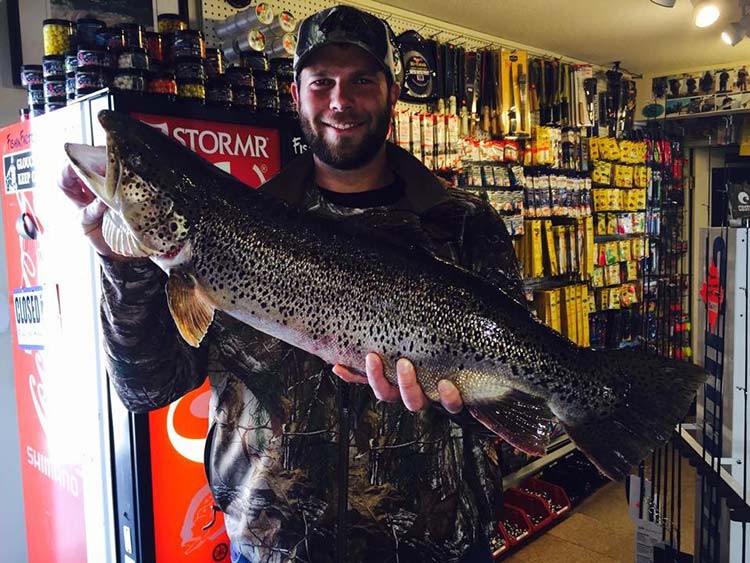 beautiful 14.6-pound seeforellen brown trout 