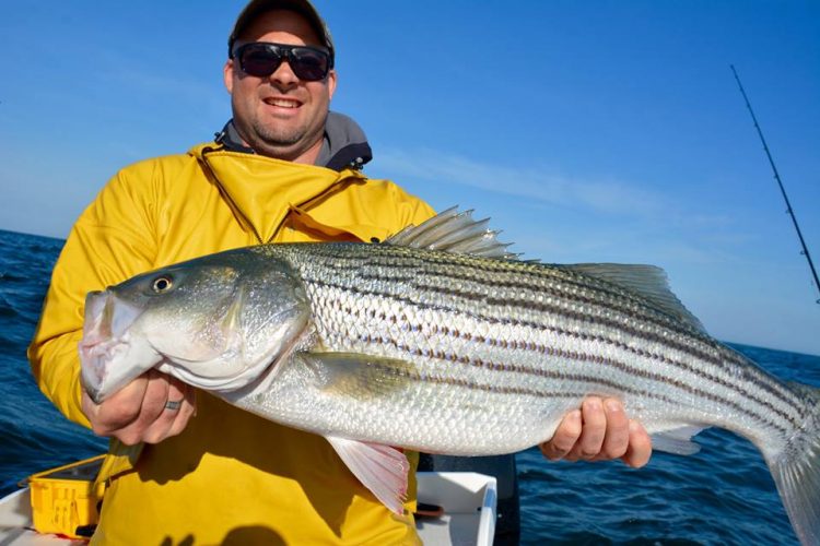 Striper fishing is firing up all over Cape Cod. This well-fed keeper was caught with Captain Bobby Rice and Reel Deal Fishing Charters. 