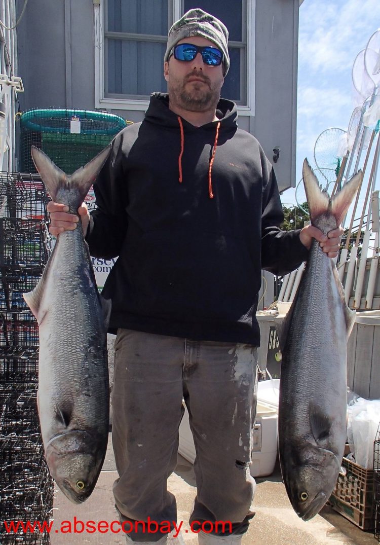 Big bluefish are still being caught throughout Southern New Jersey.  These two were weighed in at Absecon Bay Sportsman. 