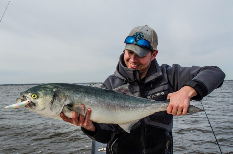 South Jersey bluefish