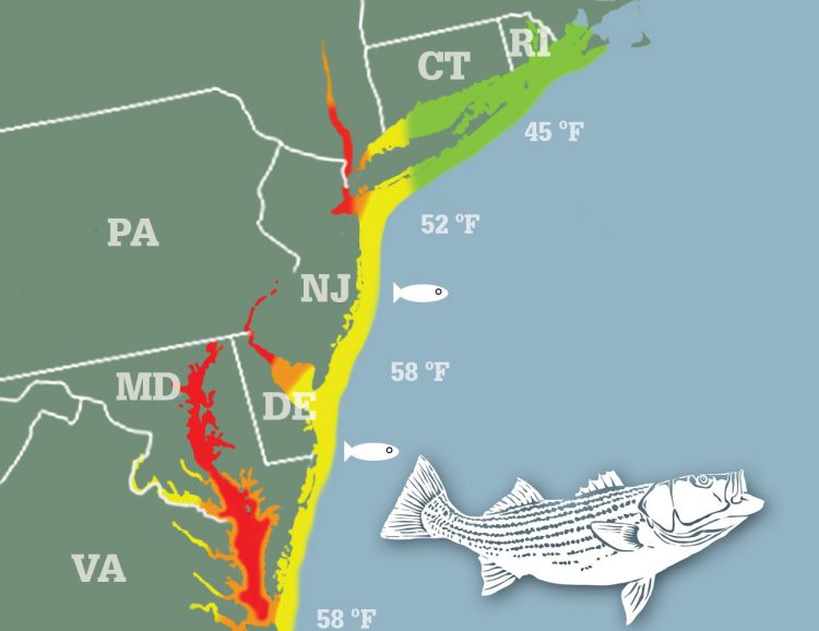 Striper Migration Map