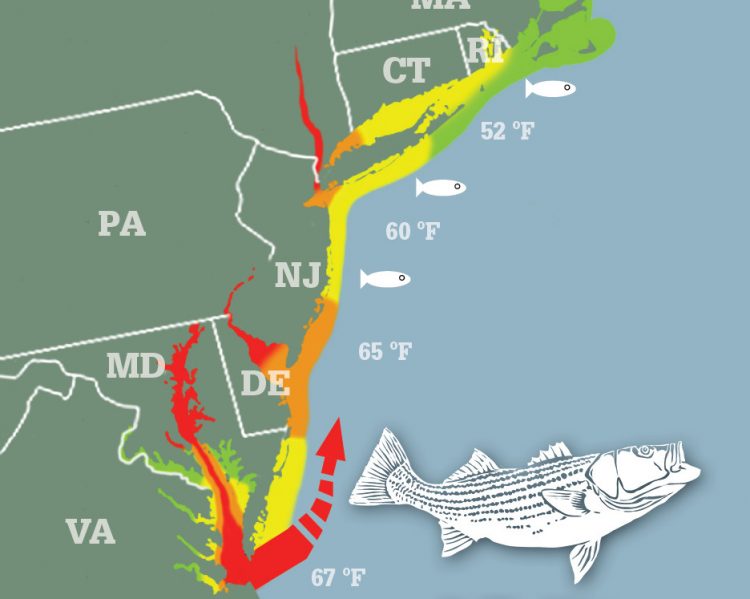 Striper Migration Map