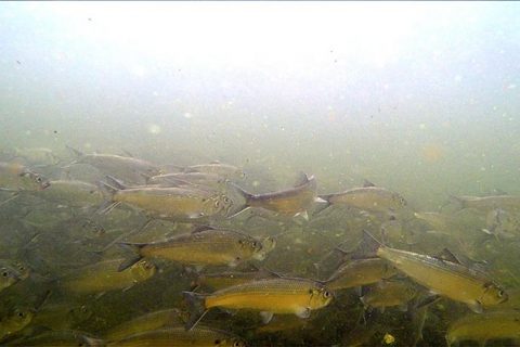 Tracking River Herring
