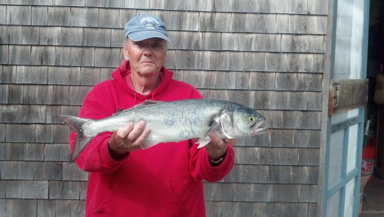 Scott MacIsaac with first blue of the season checked in at Larry's Tackle on Martha's Vineyard. 