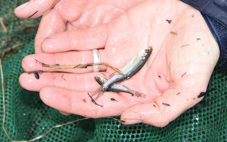 we only came up with a couple of little pond shiners