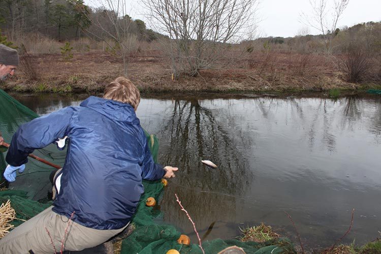 The herring are then released back into the river