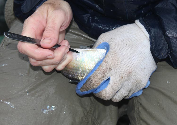 Small incision for tracker insertion