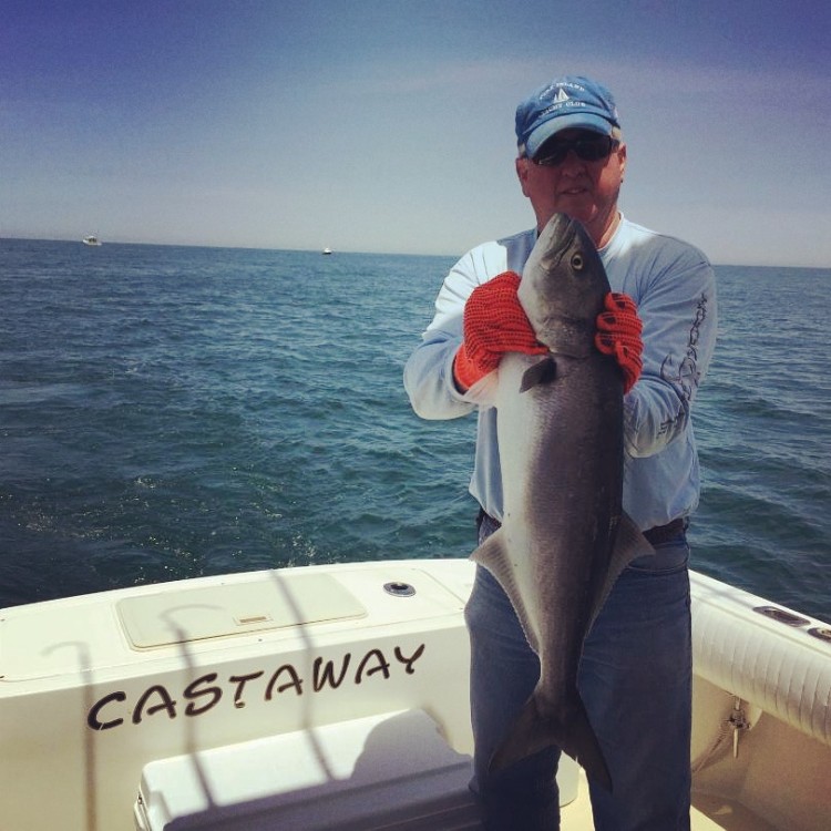 Some monster blues have moved into the waters east of Nantucket. This slammer was caught aboard Castaway Charters.